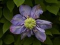 Clematis Blue Light Powojnik